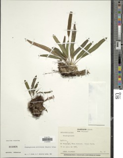 Elaphoglossum petiolatum image