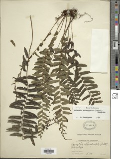 Bolbitis rhizophylla image