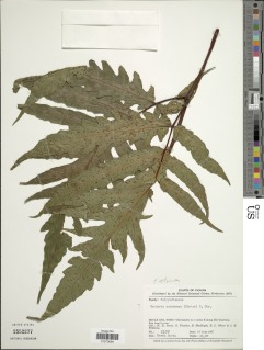Image of Tectaria rheosora