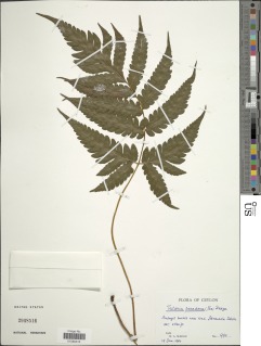Tectaria paradoxa image