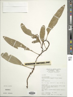 Phymatosorus grossus image