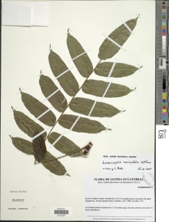 Lomariopsis congoensis image