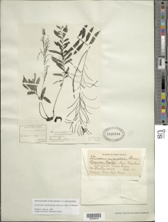 Lomariopsis amydrophlebia image