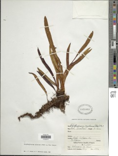 Elaphoglossum miniatum image