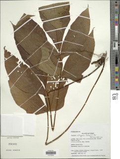 Tectaria antioquiana image