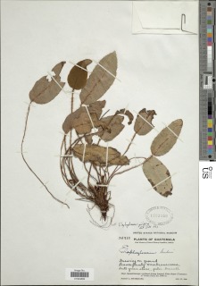 Elaphoglossum pilosius image