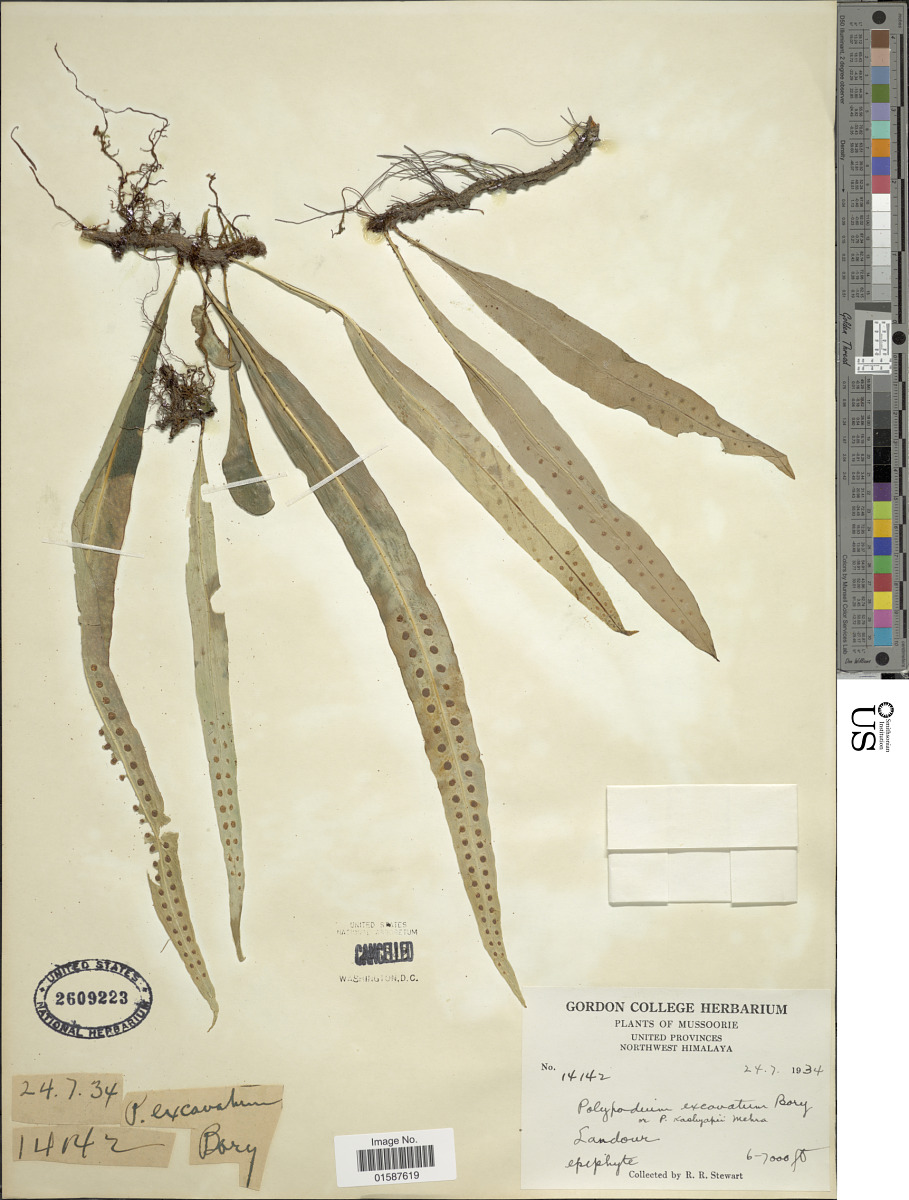Lepisorus image