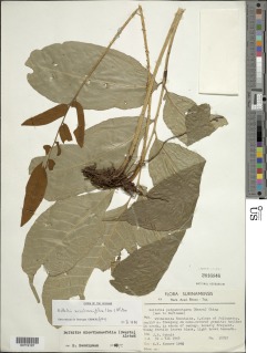 Mickelia nicotianifolia image