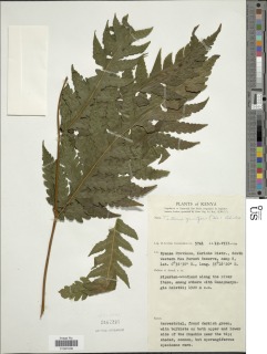 Tectaria gemmifera image