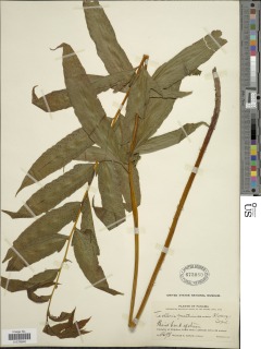 Tectaria incisa f. vivipara image
