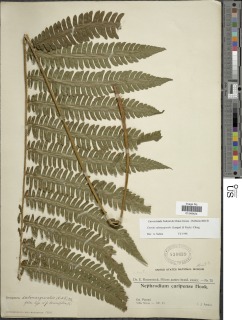 Ctenitis submarginalis var. tenuifolia image