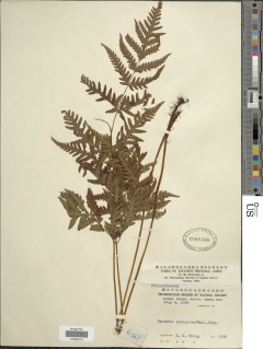 Tectaria membranacea image