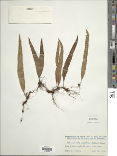 Lepisorus annuifrons image