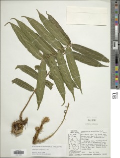 Lomariopsis sorbifolia image
