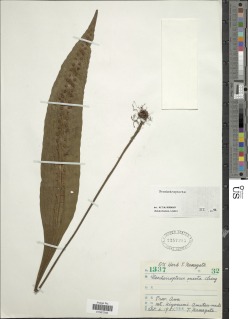 Neocheiropteris ensata image