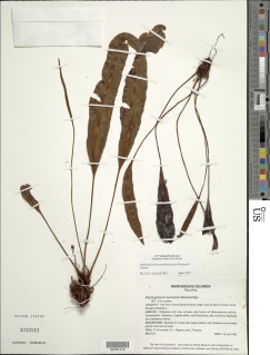 Elaphoglossum austromarquesense image