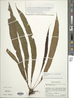 Elaphoglossum decursivum image
