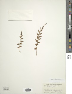 Polystichum machaerophyllum image