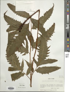 Tectaria subtriphylla image