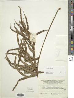 Phymatosorus vieillardii image