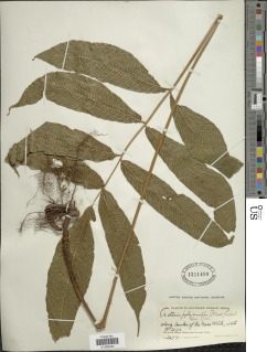 Tectaria polymorpha image