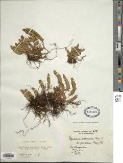 Polystichum mohrioides image
