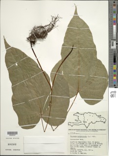 Tectaria trifoliata image
