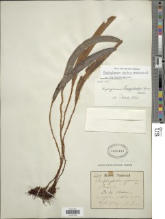 Elaphoglossum viscidum image