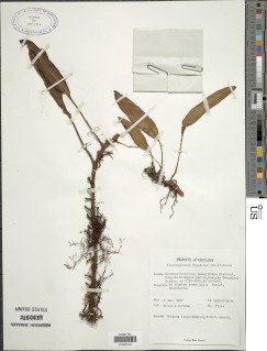 Elaphoglossum angulatum image