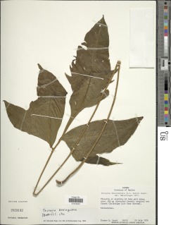 Tectaria draconoptera image