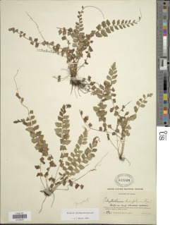 Polystichum aquifolium image
