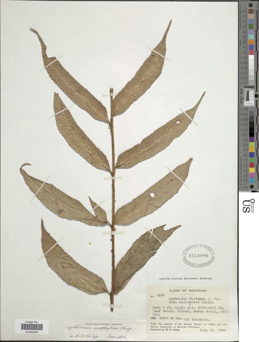 Cyrtomium urophyllum image