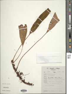 Elaphoglossum angulatum image