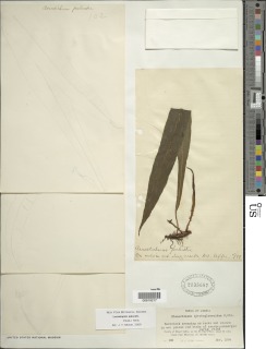 Lomariopsis palustris image