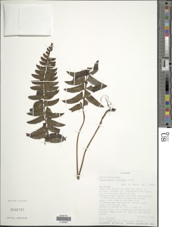 Image of Polystichum chingiae