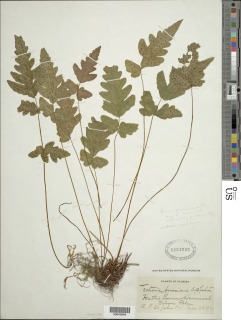 Tectaria amesiana image