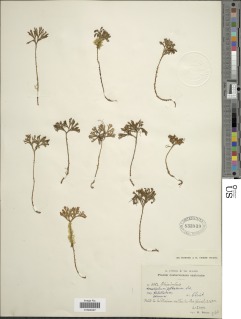 Elaphoglossum peltatum f. peltatum image