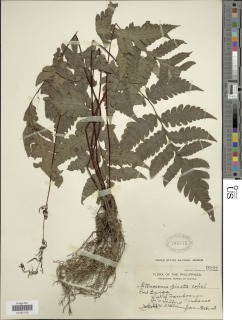 Tectaria pinnata image