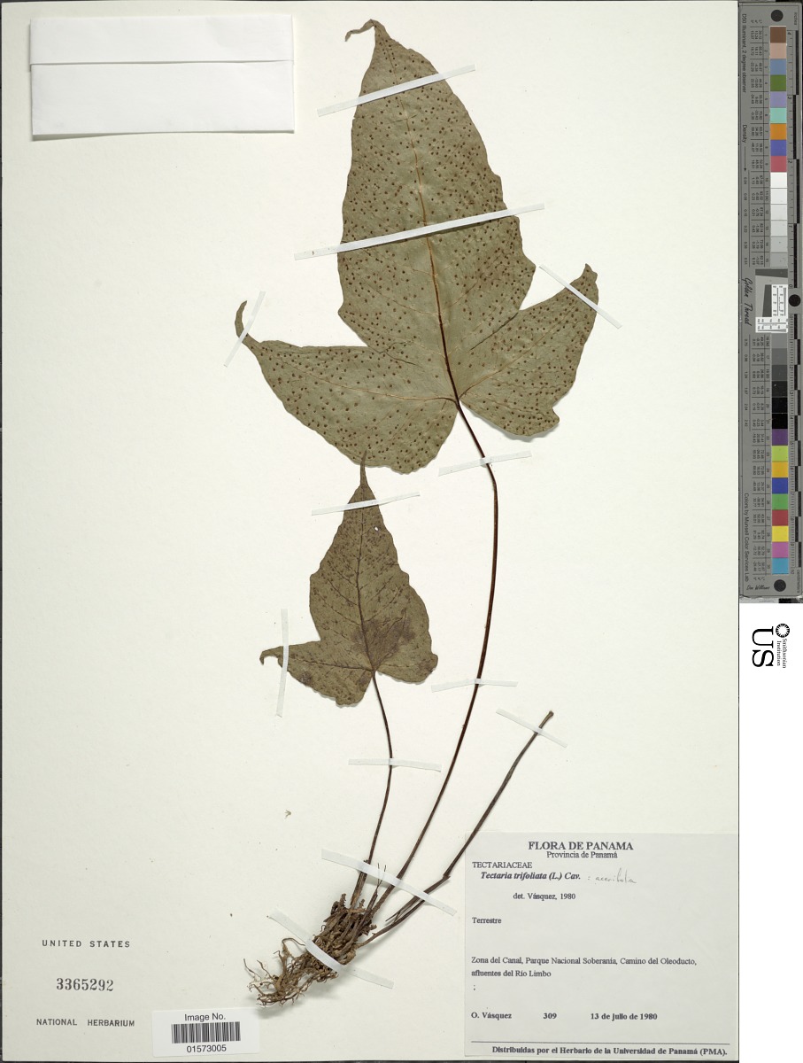 Tectaria acerifolia image