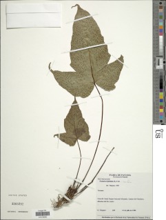 Image of Tectaria acerifolia