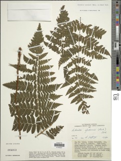 Parapolystichum currorii subsp. currorii image