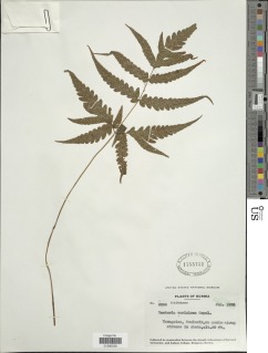 Tectaria impressa image