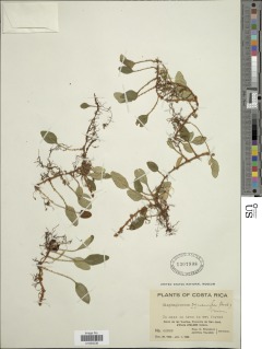 Elaphoglossum squamipes image
