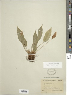 Elaphoglossum caroliae image