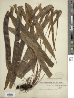 Image of Elaphoglossum rubescens