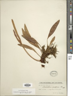 Image of Elaphoglossum guatemalense