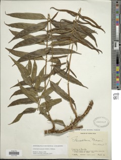 Lomariopsis maxonii image