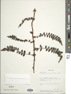 Lomariopsis pollicina image