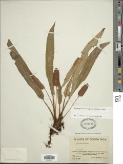 Elaphoglossum setigerum image