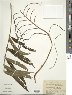 Lomariopsis lineata image